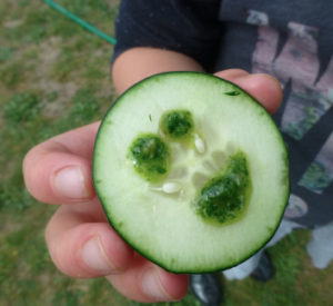 earth day cucumber pesto nibble P1100010
